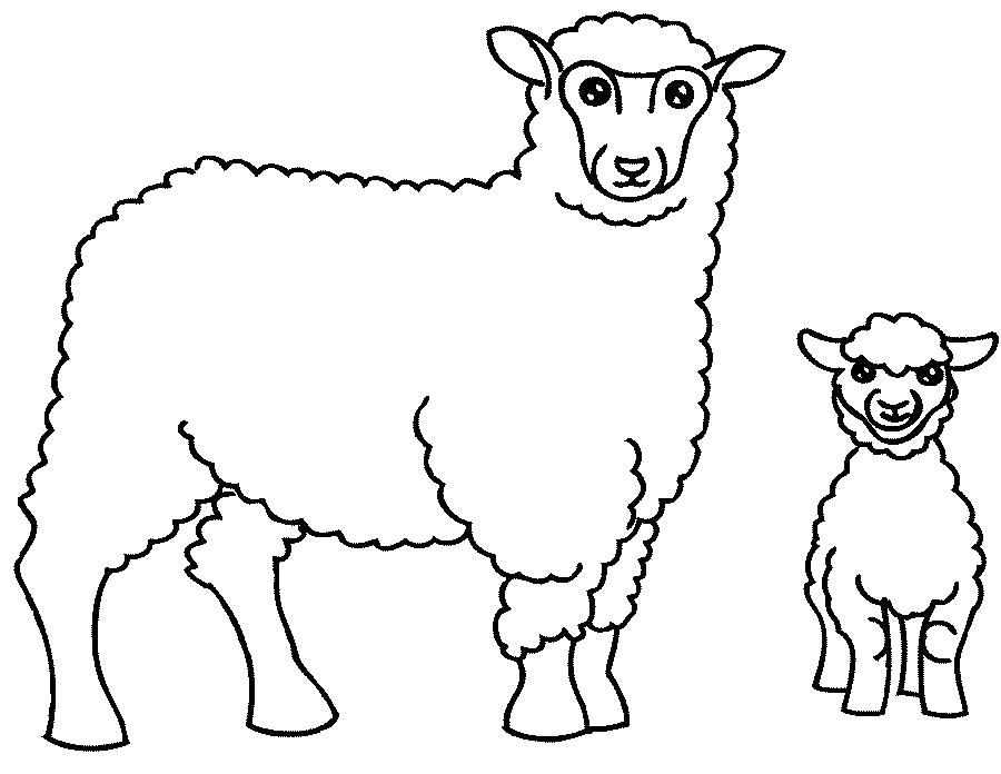 Раскраска Овца и овечка. Скачать Овца.  Распечатать Домашние животные