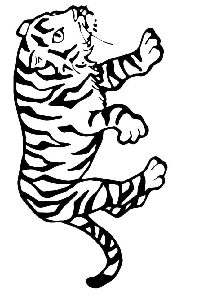 Раскраска  Сердитый тигр. Скачать Тигр.  Распечатать Дикие животные