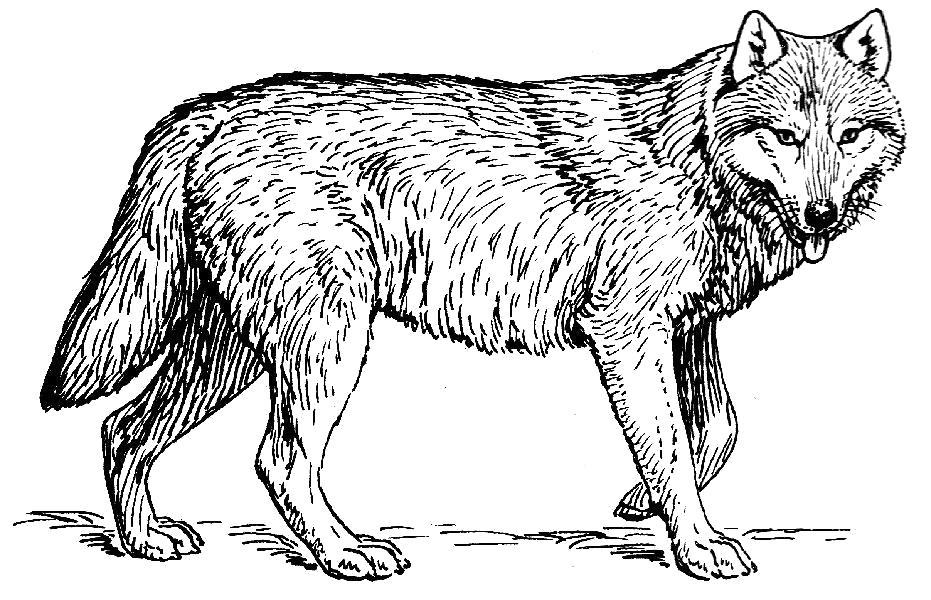 Раскраска Грозный волк. 