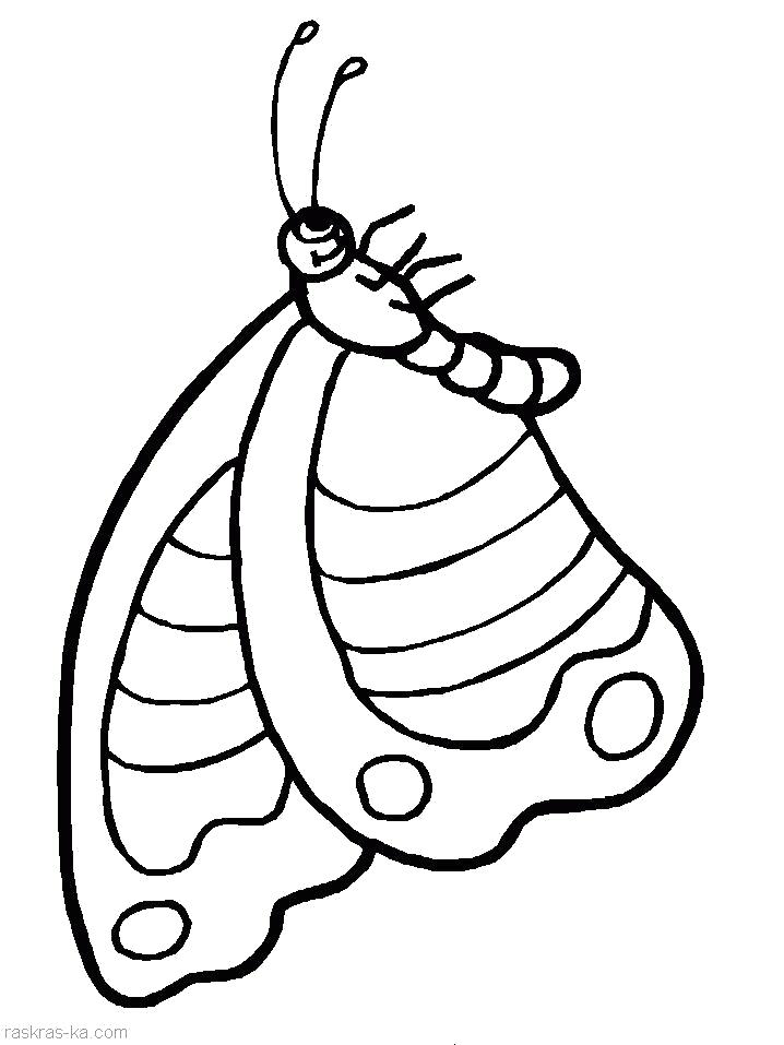 Название: Раскраска Раскрашка бабочка. Категория: Бабочки. Теги: Бабочки.