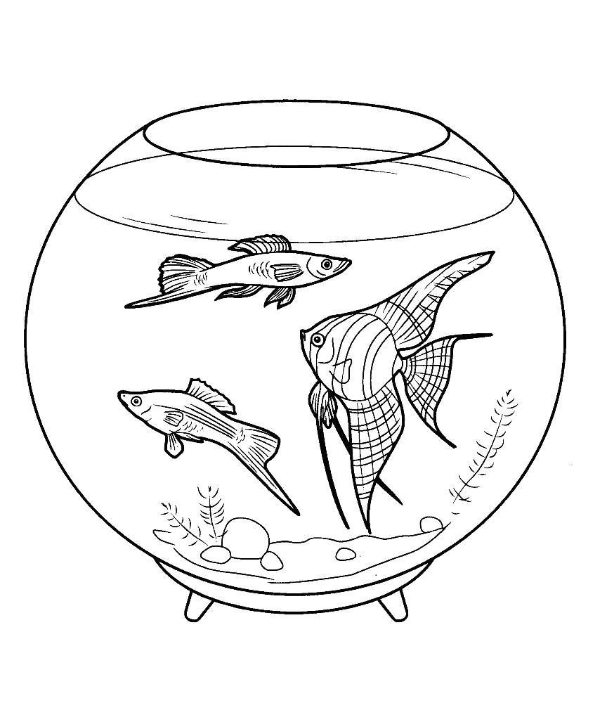 Название: Раскраска Аквариумные рыбки. Категория: Морские животные. Теги: Рыбы.