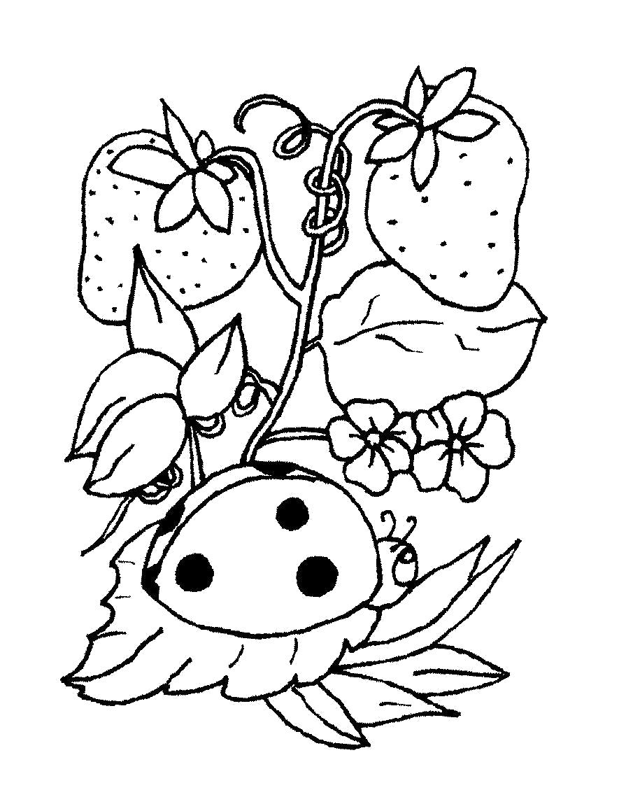 Раскраска Раскраски растения детская раскраска растения, земляника,  цветочки,  божья коровка . ягоды