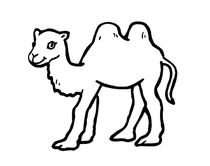 Название: Раскраска Раскраска верблюжонок. Категория: Дикие животные. Теги: Верблюд.