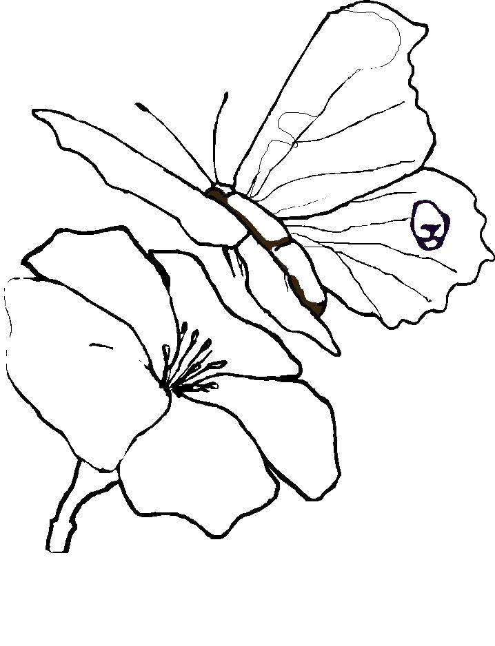 Раскраска Бабочка летит к цветку. Скачать бабочка.  Распечатать бабочка