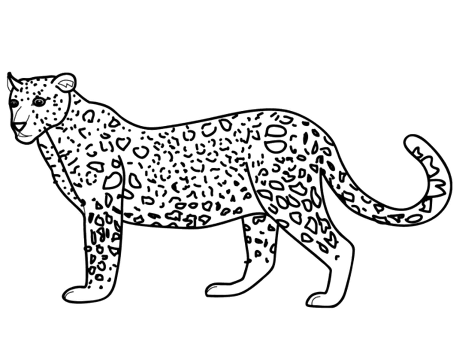 Раскраска Пятнистый хищник. леопард