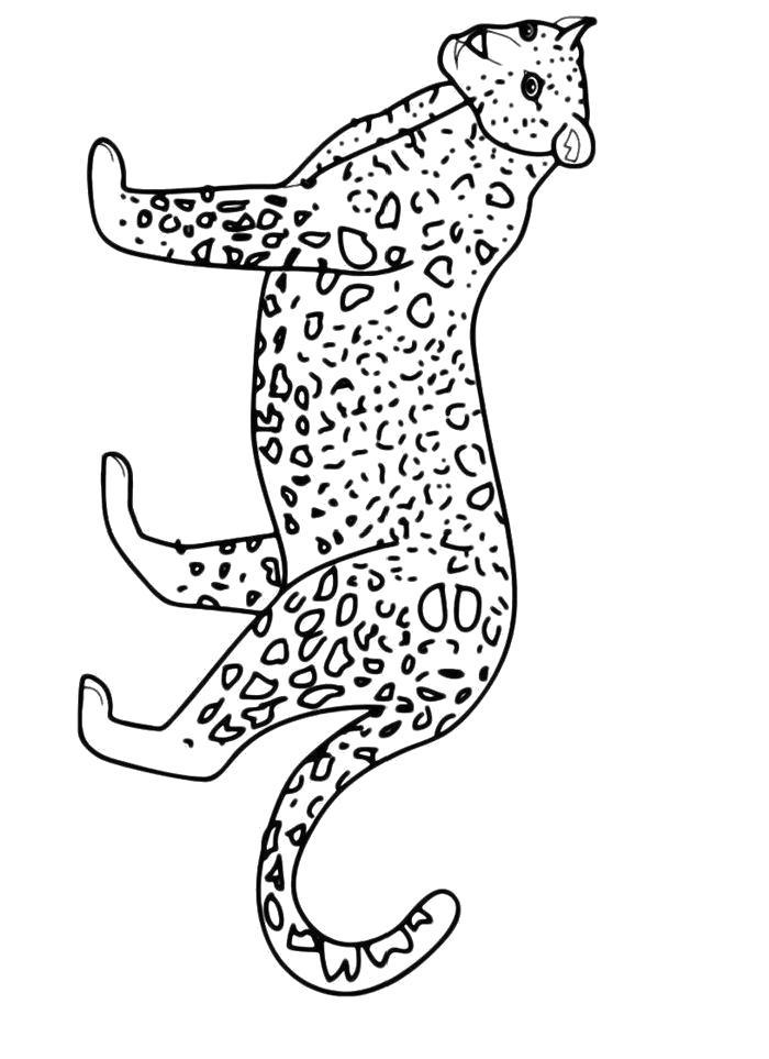 Раскраска  Пятнистый леопард. Скачать леопард.  Распечатать леопард