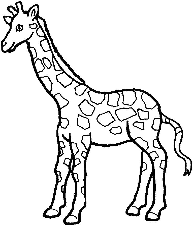Раскраска Жираф. Скачать животных.  Распечатать животных