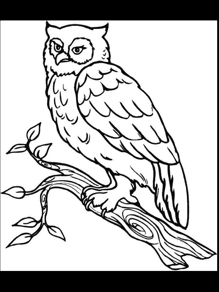 Раскраска  Сонная сова. 