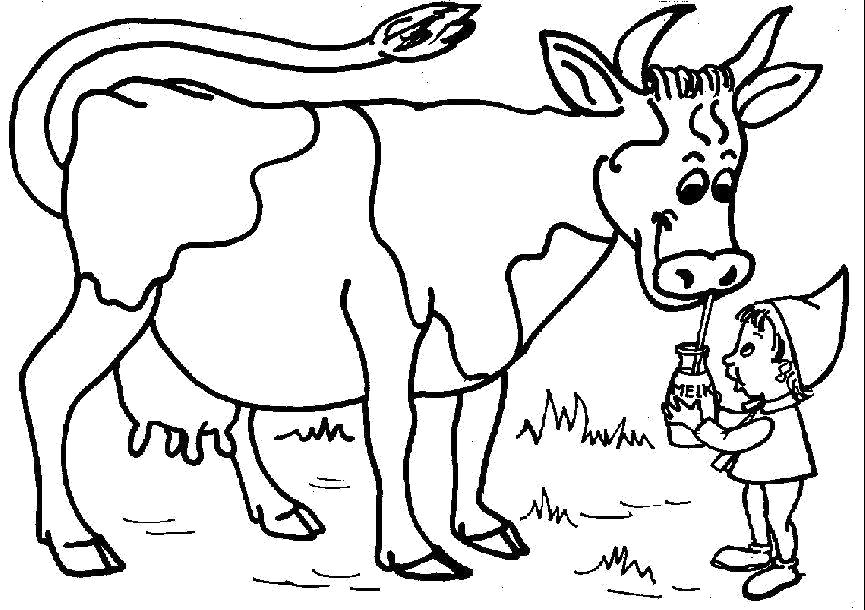 Название: Раскраска корова и молоко. Категория: Домашние животные. Теги: Корова.