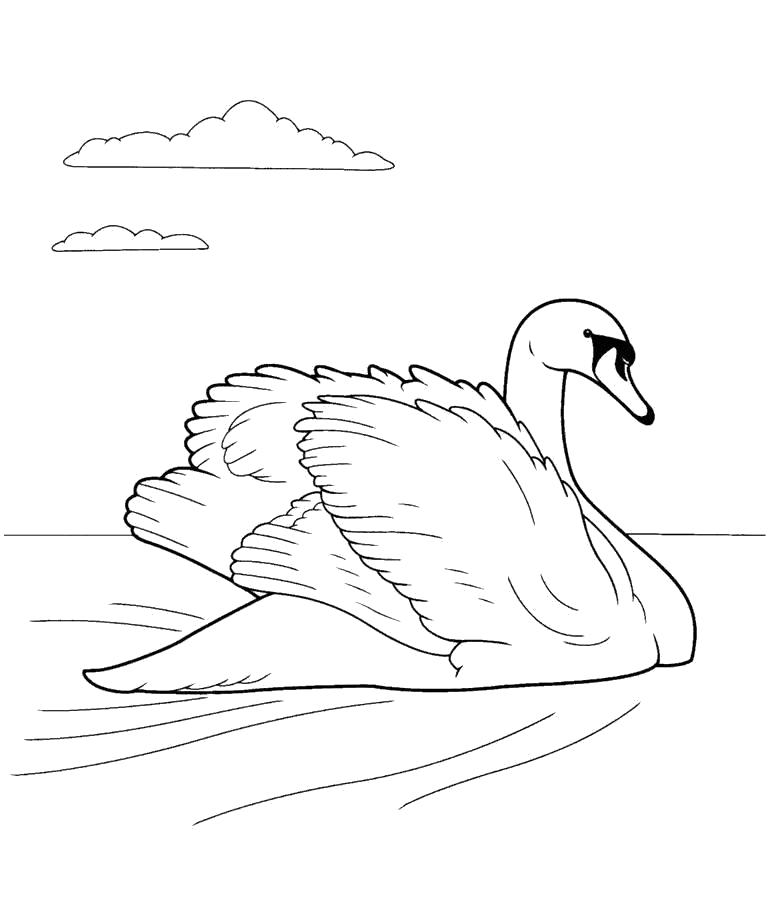 Название: Раскраска лебедь раскраска, лебедь поднял крылья. Категория: Лебедь. Теги: Лебедь.