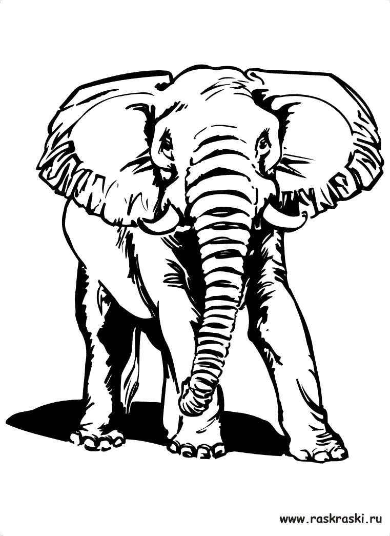 Раскраска раскраска слон. Дикие животные