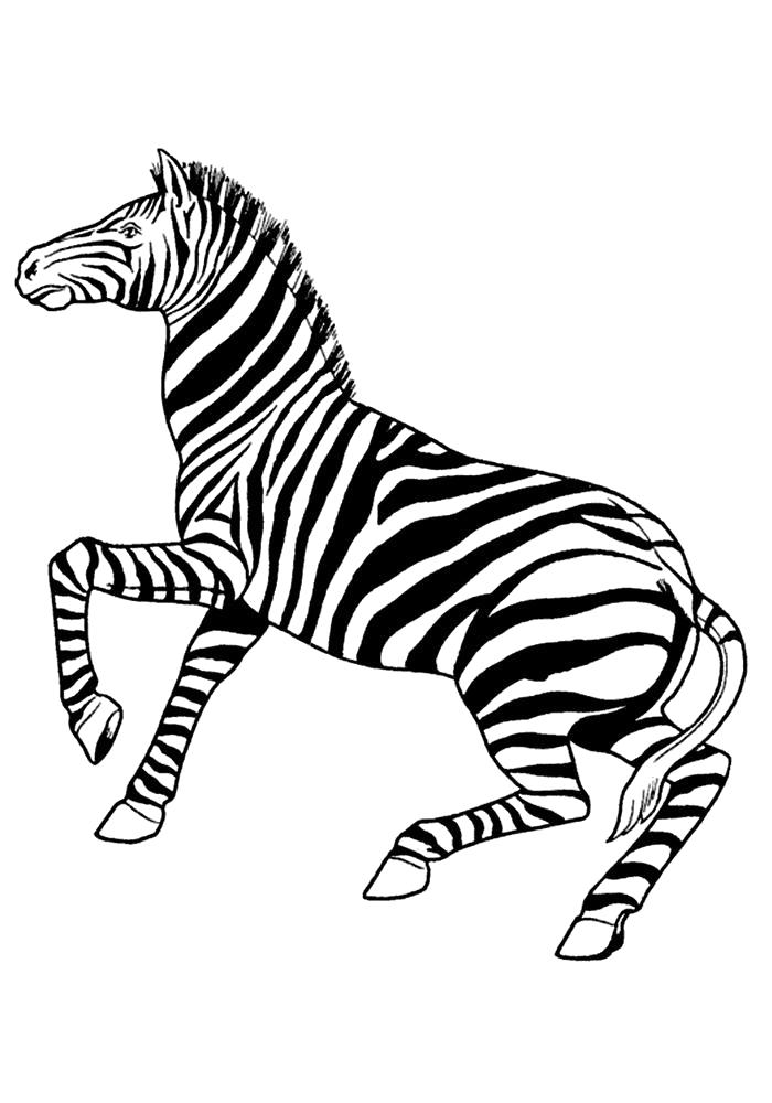 Название: Раскраска Раскраска зебра распечатать. Категория: Дикие животные. Теги: зебра.