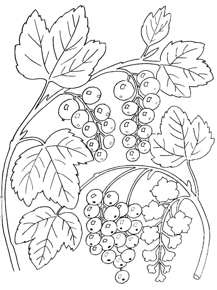 Название: Раскраска Смородина Раскраски Раскраски ягоды. Категория: ягоды. Теги: смородина.
