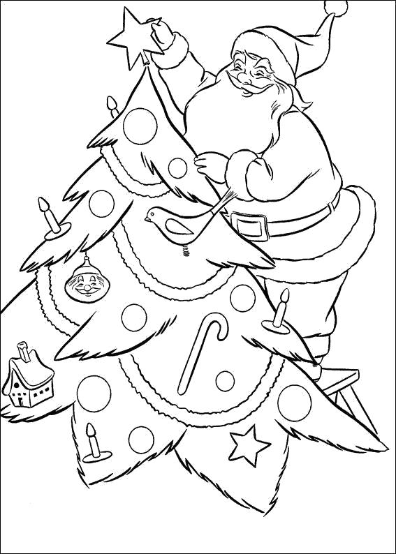 Раскраска Новогодние раскраски для детей,  дед мороз украшает елку, дед мороз вешает на ель звезду. новогодние