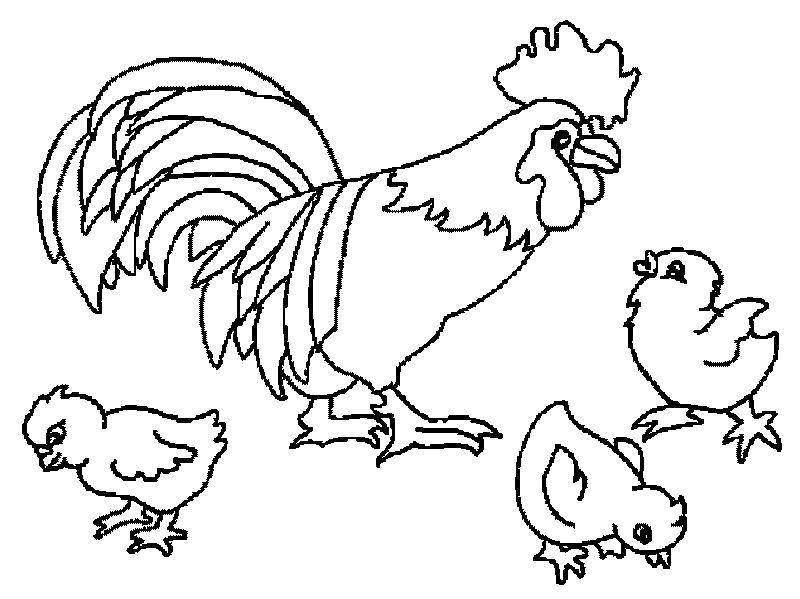 Раскраска Петух и цыплятки. Домашние животные