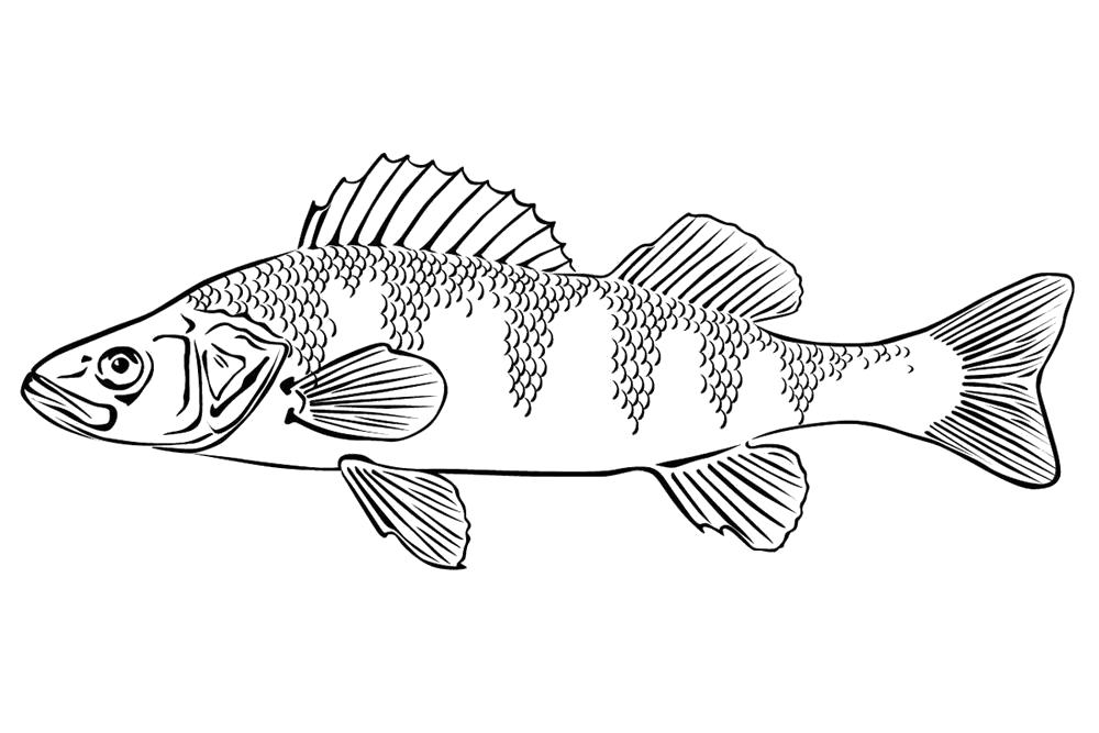 Название: Раскраска раскраски рыба, рыа окунь. Категория: окунь. Теги: окунь.