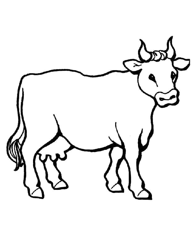 Раскраска корова . Домашние животные
