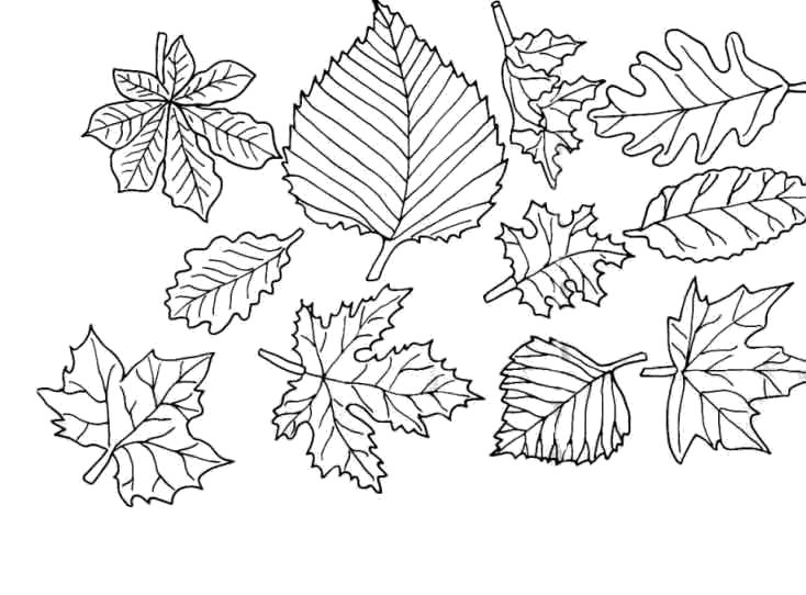Осенние листья раскраска - 52 фото