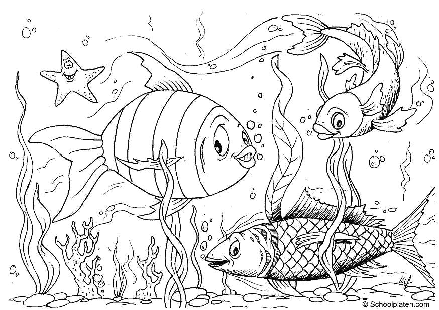Раскраска раскраска рыбы. Морские животные