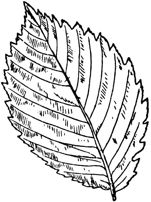 Раскраска Раскраски Листья деревьев лист карагача шаблон. Контуры листьев
