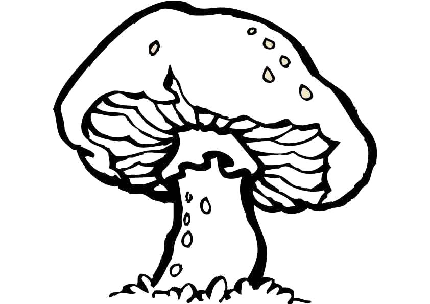 Название: Раскраска Раскраска грибы . Категория: растения. Теги: гриб.