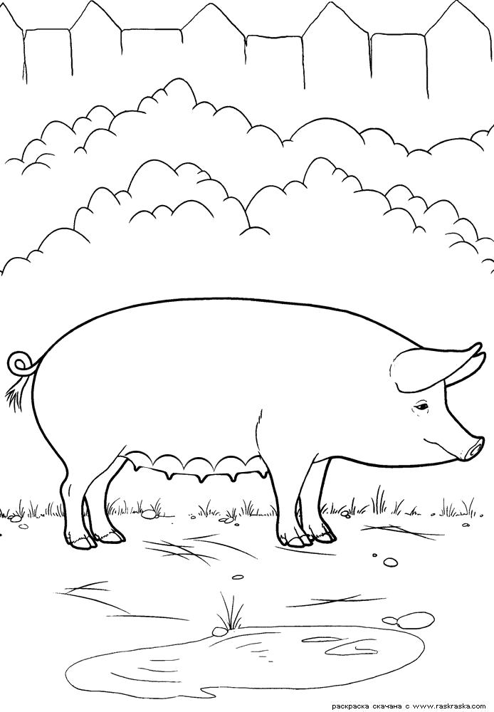 Раскраска Раскраска Свинья. Домашние животные