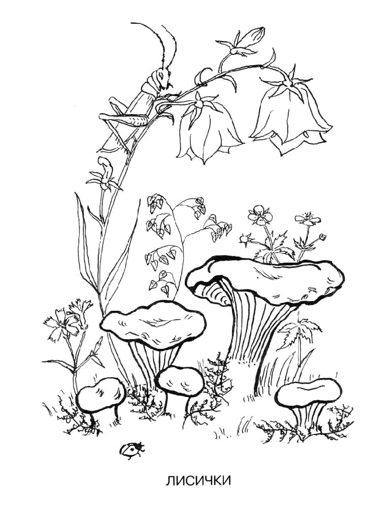 Раскраска раскраска гриб лисичка. растения