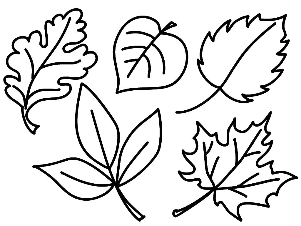 Листья деревьев с названиями. Раскраска