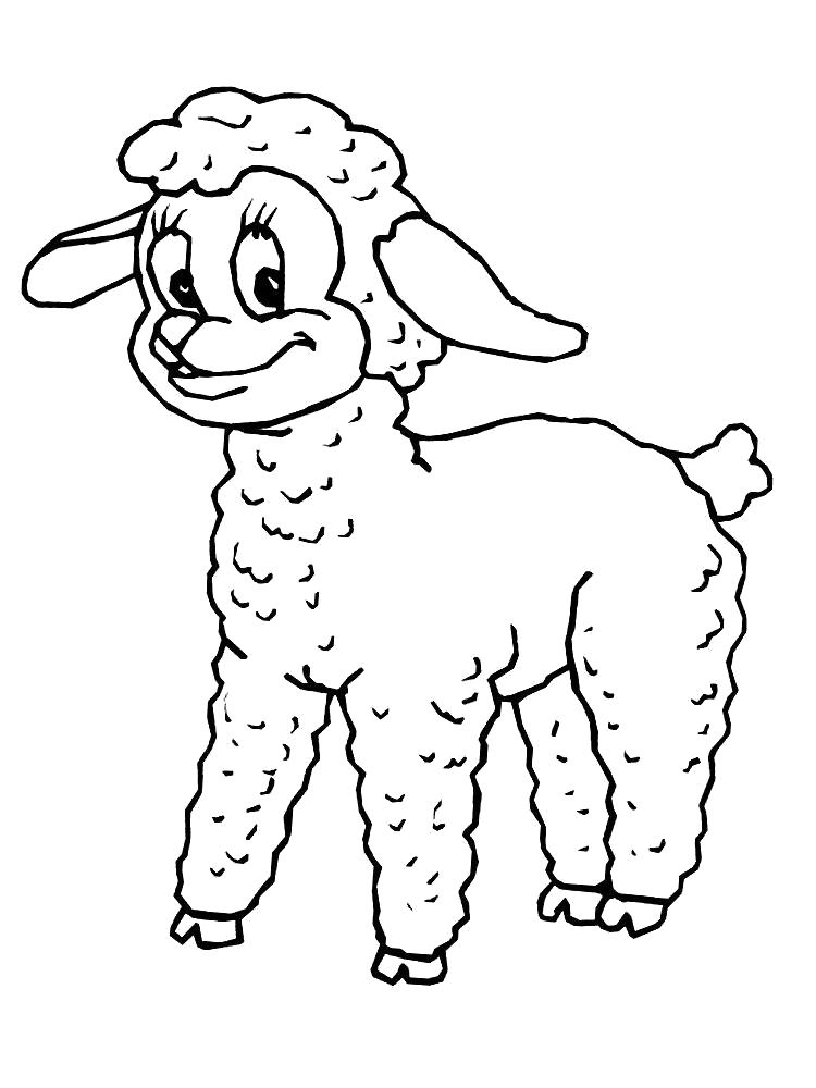 Раскраска Овечка. Скачать Овца.  Распечатать Овца