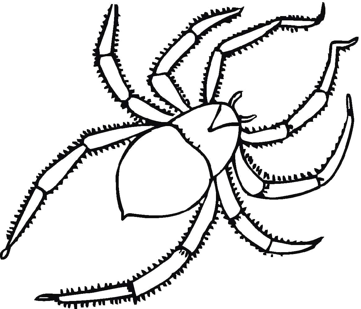 Раскраска паук с мохнатыми лапками. Насекомые