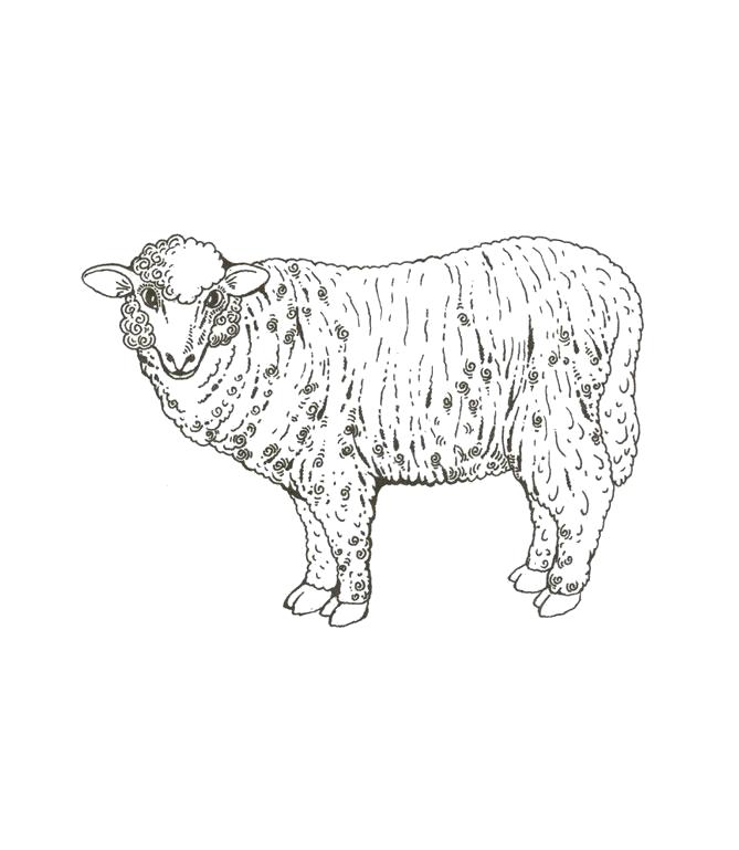 Раскраска Домашнее животное овца. Домашние животные