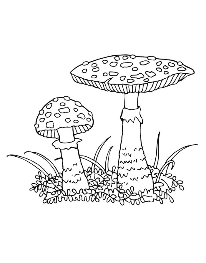 Раскраска Мухомор   грибы. Скачать гриб.  Распечатать растения