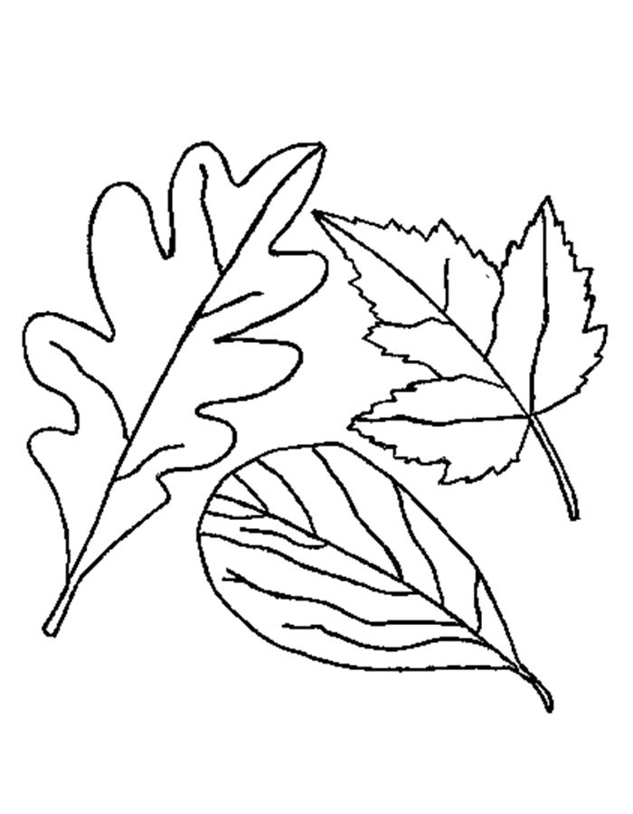 Раскраска  осенние листья. Скачать листья.  Распечатать растения