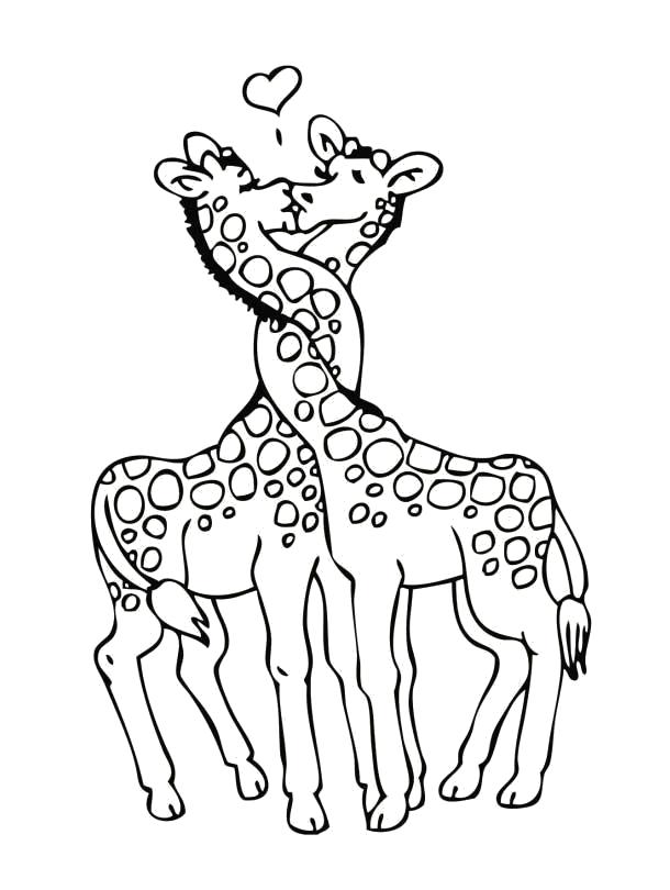 Раскраска Жирафы. Скачать жираф.  Распечатать Дикие животные