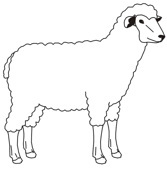 Раскраска Много рисунков с овечками. Шаблон