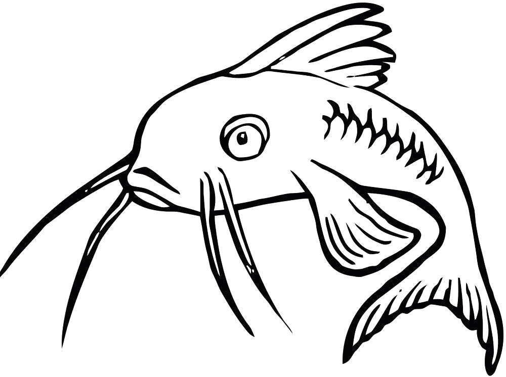 Раскраска Сом. рыба
