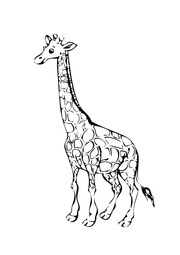 Название: Раскраска Раскраска Жираф. Категория: жираф. Теги: жираф.