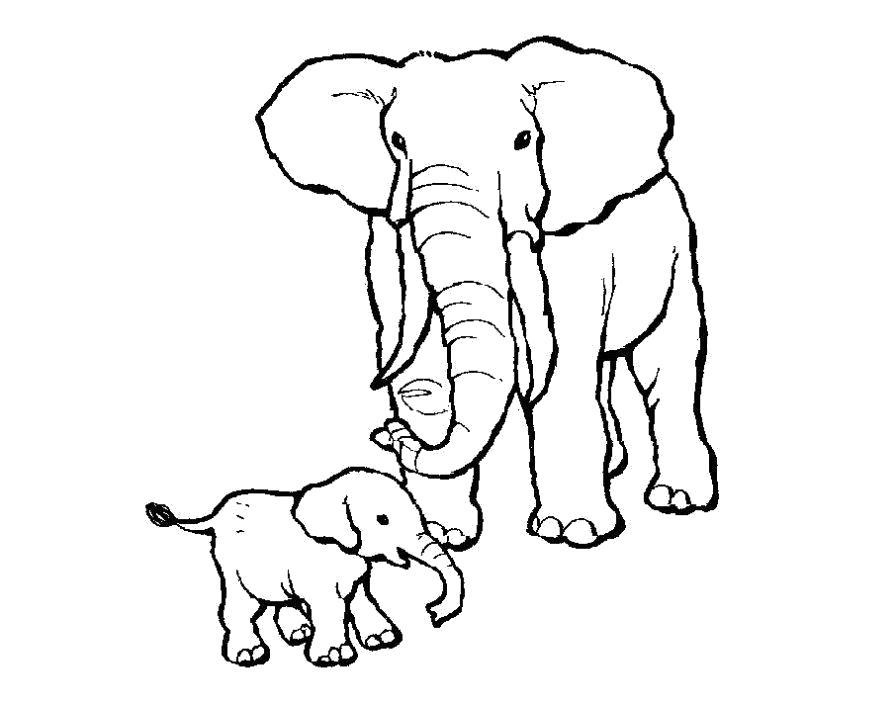Раскраска Раскраска слон и слоненок. Дикие животные