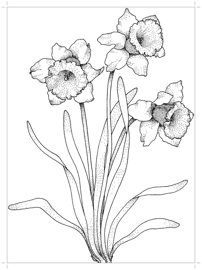 Раскраска Три нарцисса с листочками. Скачать цветы.  Распечатать растения