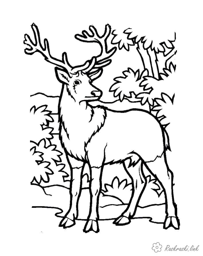 Название: Раскраска Раскраски. лесной олень. Категория: Дикие животные. Теги: Олень.
