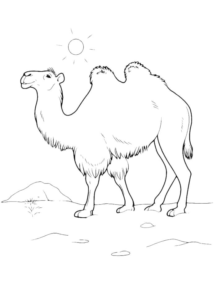Верблюд раскраски. Пустыня животных - стоковый клипарт