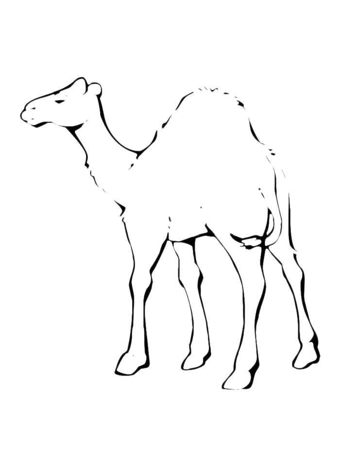 Название: Раскраска Раскраска Верблюд. Категория: Верблюд. Теги: Верблюд.