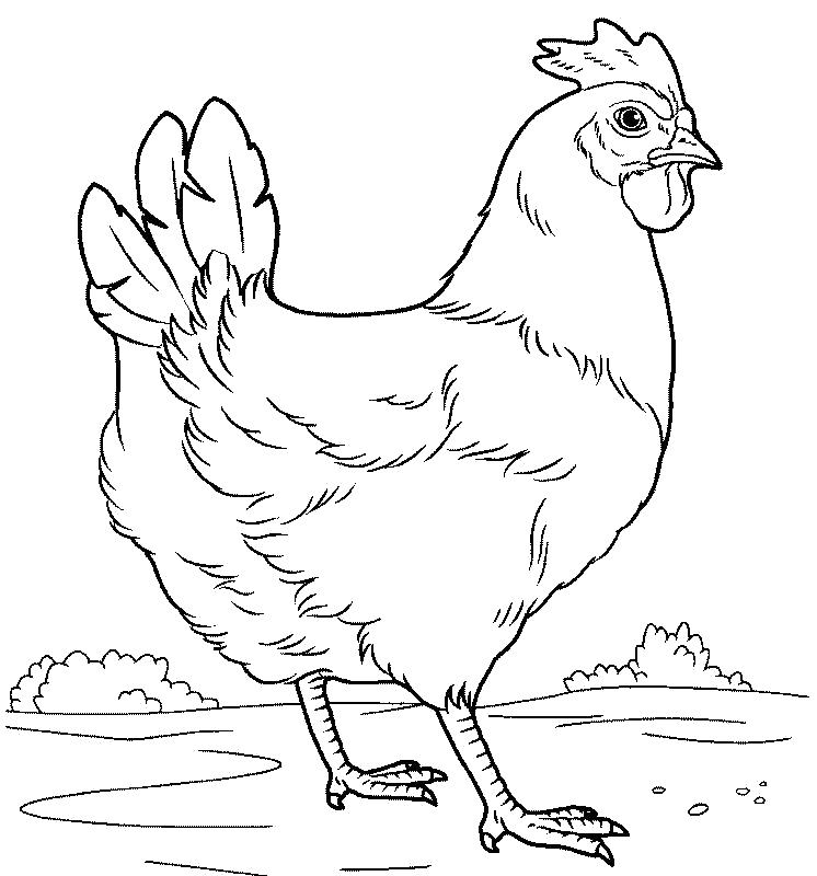 Название: Раскраска Гулящая курица. Категория: Домашние животные. Теги: Курица.