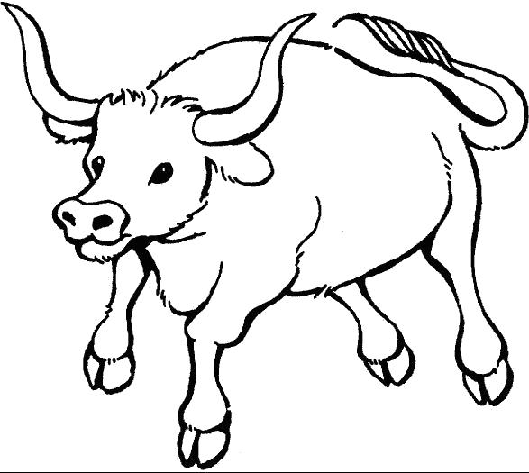 Раскраска Рогатый бык. Домашние животные