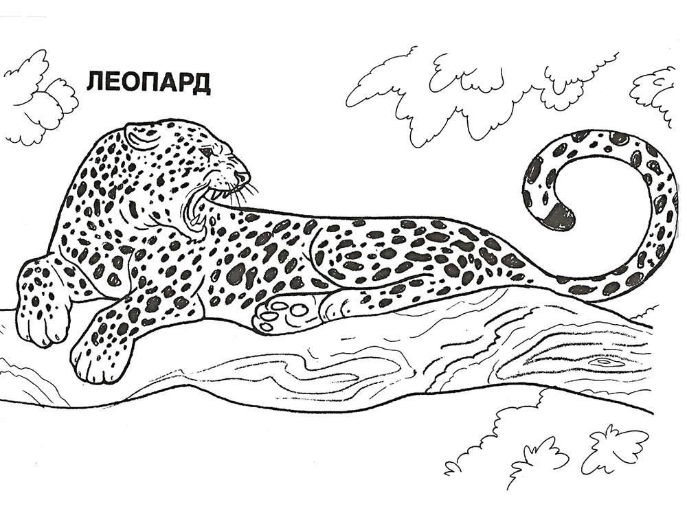 Раскраска  леопард лежит на дереве. Скачать леопард.  Распечатать леопард