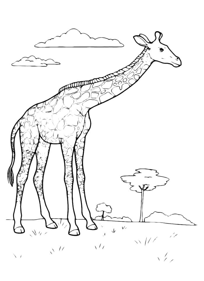 Раскраска  Жираф до неба. Скачать жираф.  Распечатать жираф