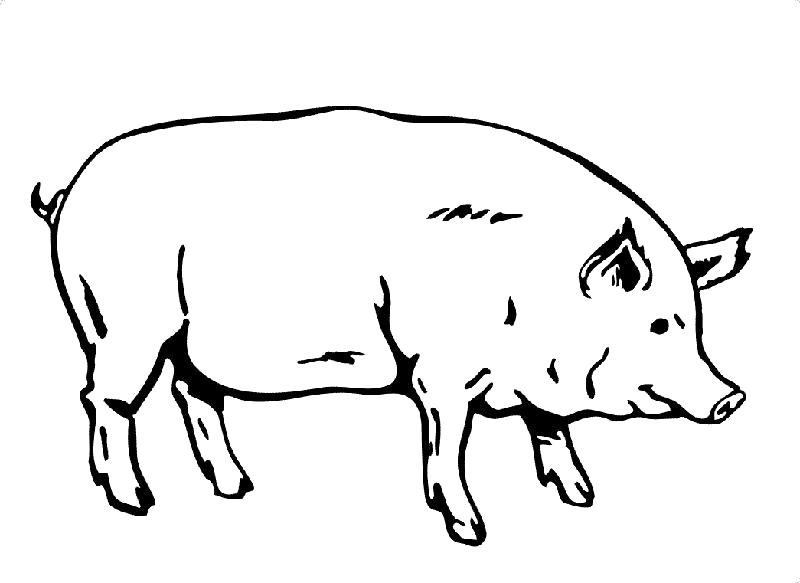 Раскраска Свинья . Домашние животные