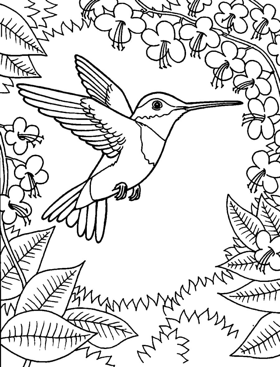 Раскраска Колибри окружен цветами . Скачать колибри.  Распечатать колибри