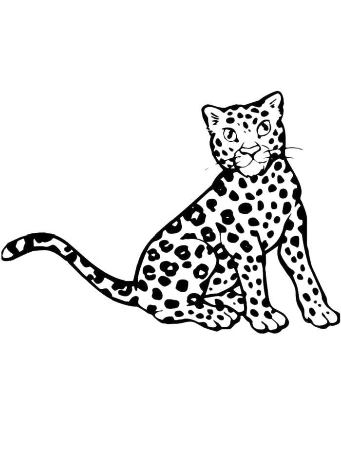 Раскраска  Детеныш леопарда. Скачать леопард.  Распечатать леопард