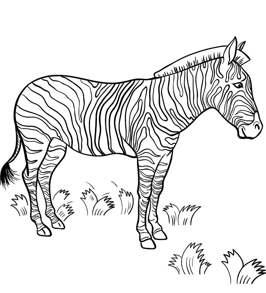 Раскраска Раскраска зебра. Дикие животные
